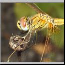 Sympetrum fonscolombii - Fruehe Heidelibelle jung-m02.jpg